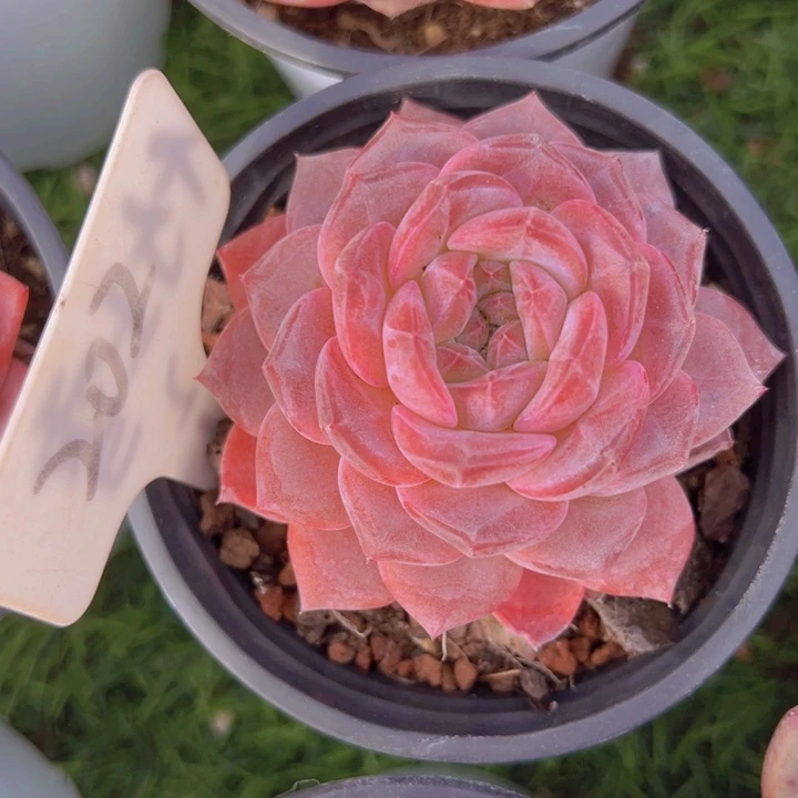 健健康康平平安安