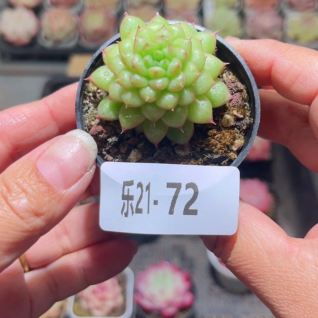 乐21-72绿水鬼单头