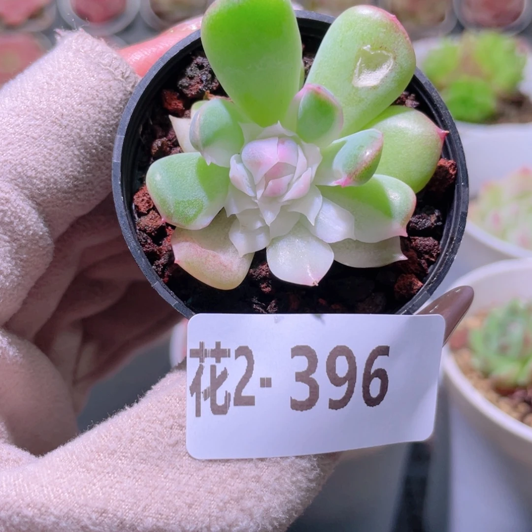 花利美2-396新品锦
