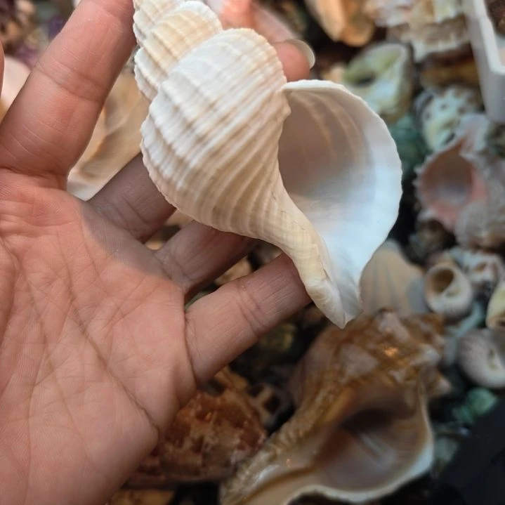 石材天然海螺贝壳花生螺