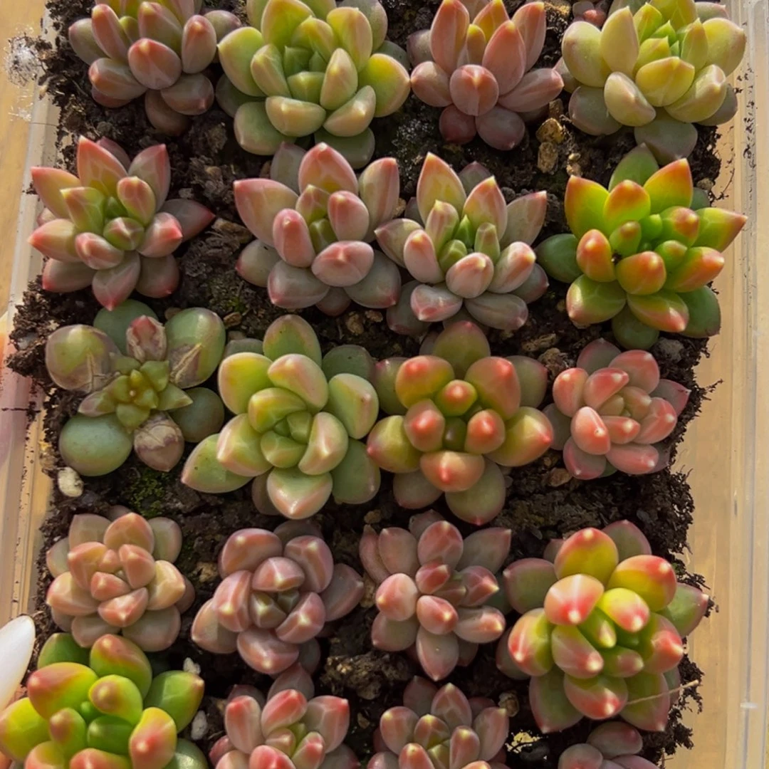 284一盒保底24发货