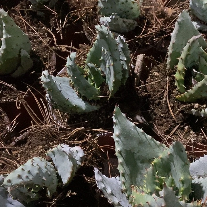 完美主义者勿拍鬼切芦荟