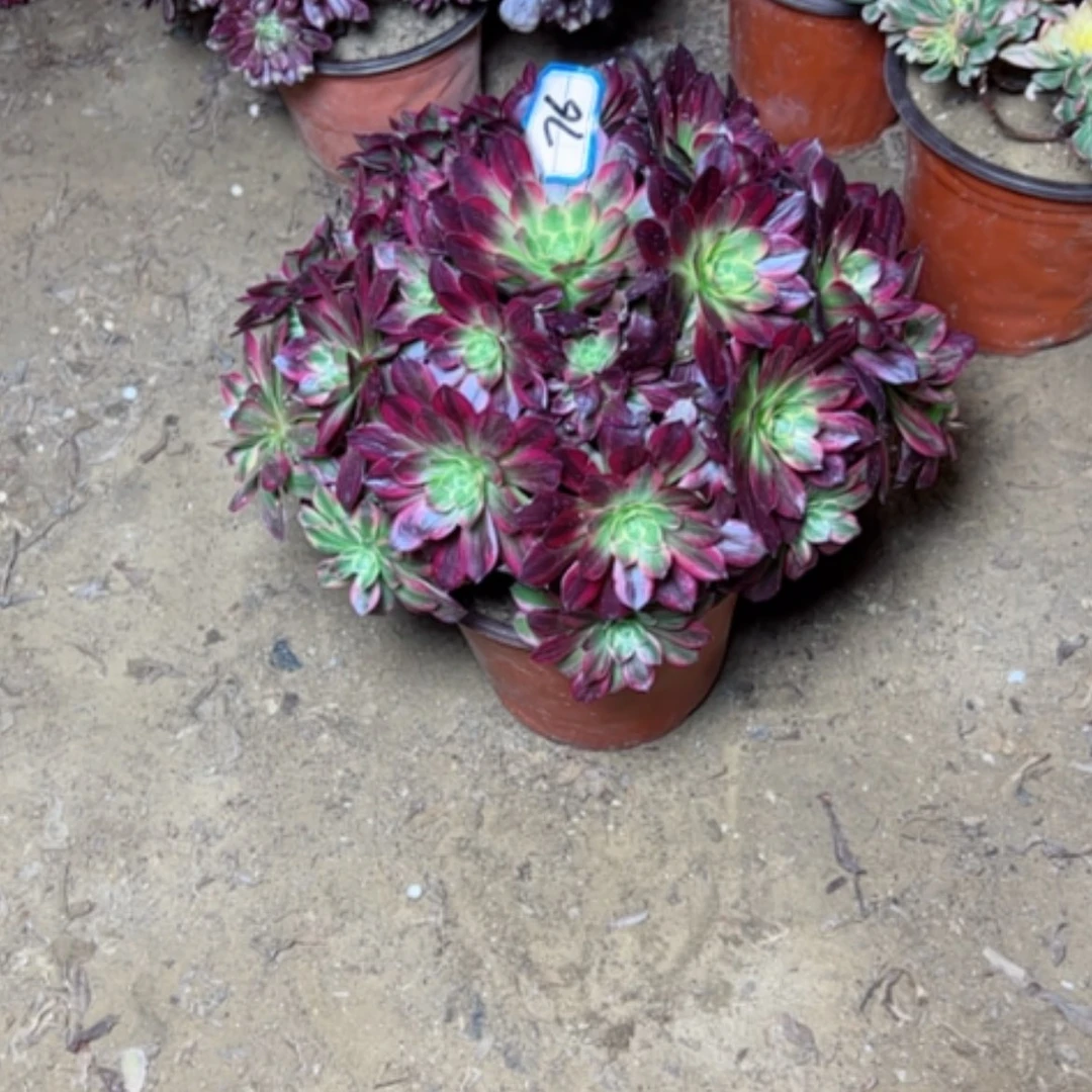 【闪购商品】多肉植物安娜76