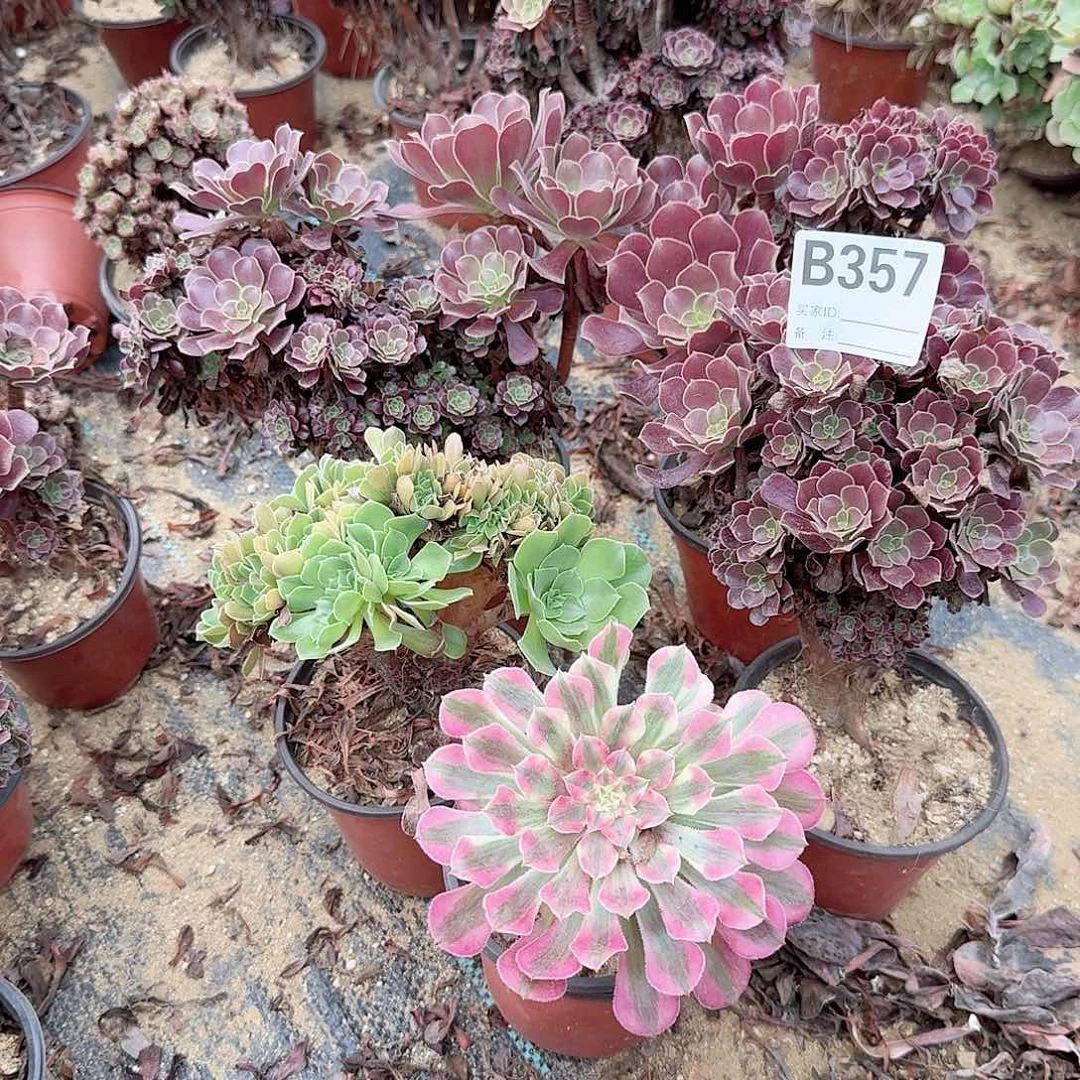 357玫瑰欧紫共6颗有伤