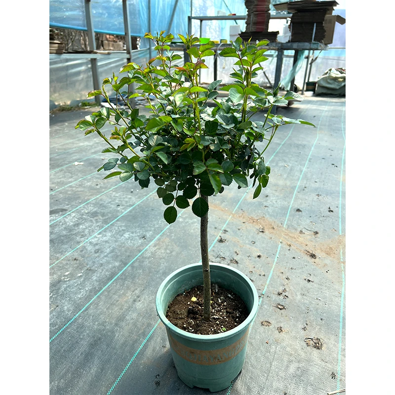 棒棒糖月季花玫瑰【原盆原土发货-单色双色】花期带花发货盆栽地栽