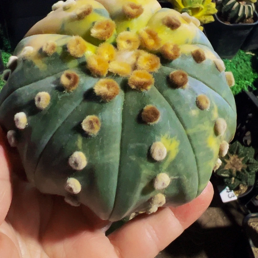 无花朵福利大兜锦498