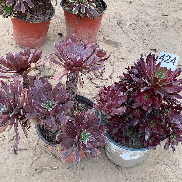 无花朵424紫霞➕孔雀中