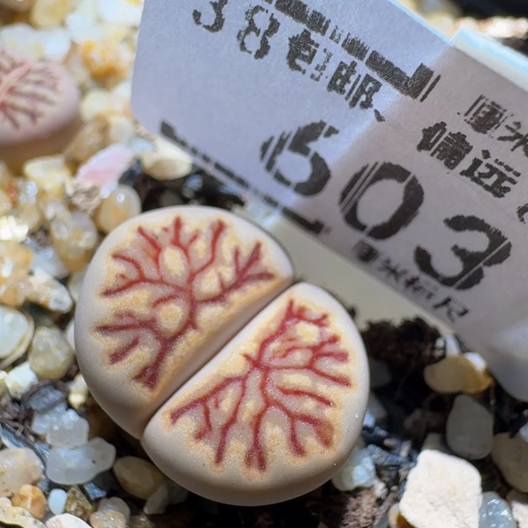 Zzzz生石花肉锥603