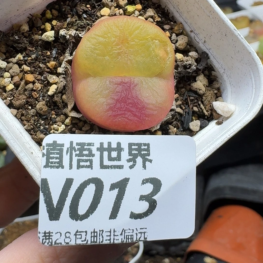 多肉植物的人啊ghhn