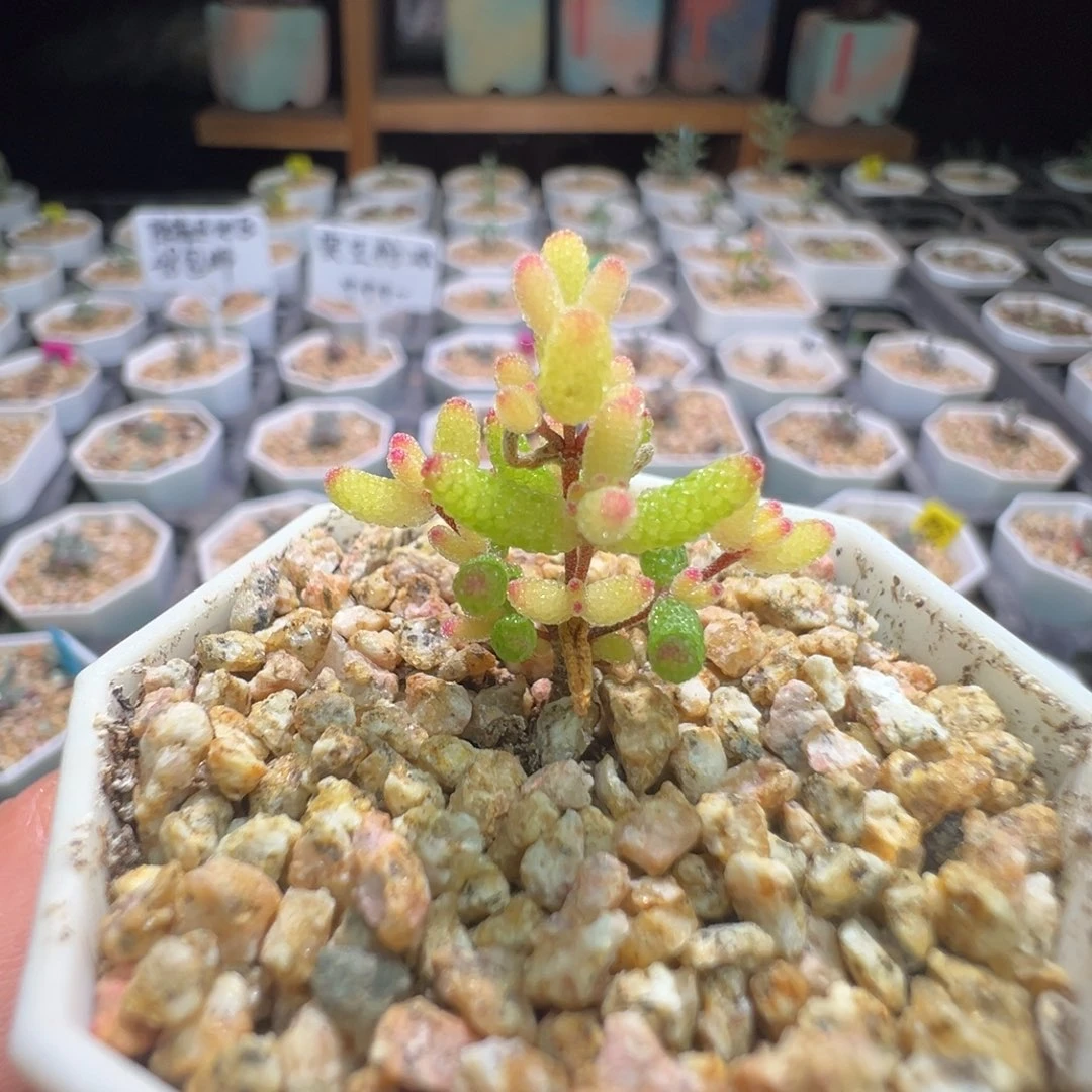 450糖球锦，拍下不退不换