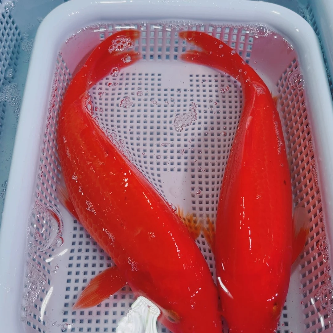 锦鲤锦鲤冷水鱼观赏