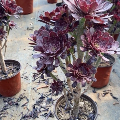 黑法1多肉植物法师法师