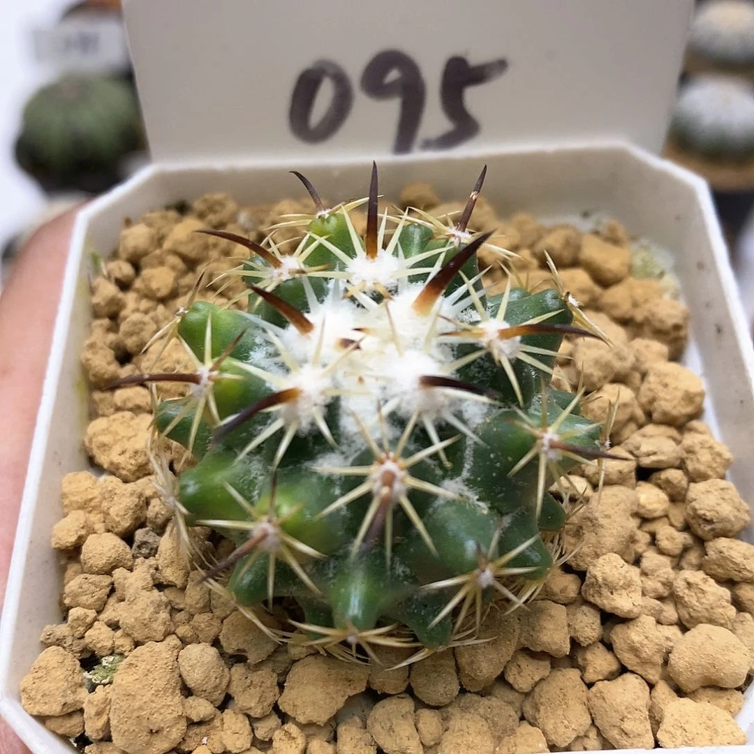 钢钉福利特价款新福利