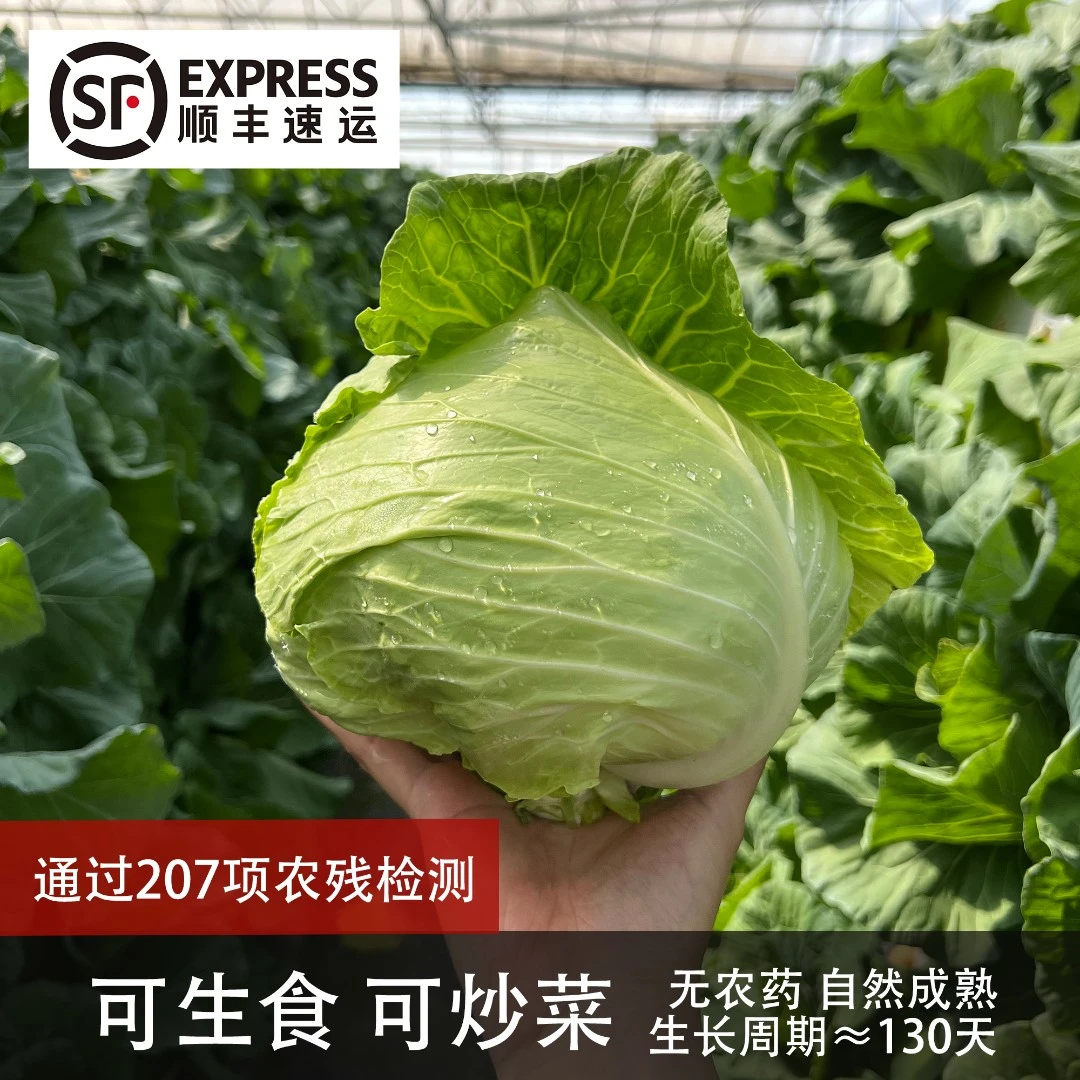 2颗水果甜包菜【可生食】绿甘蓝卷心菜洋白菜圆白菜  顺丰苏州发货