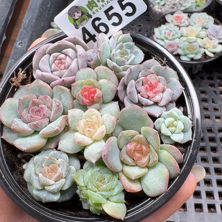多肉植物多肉植物
