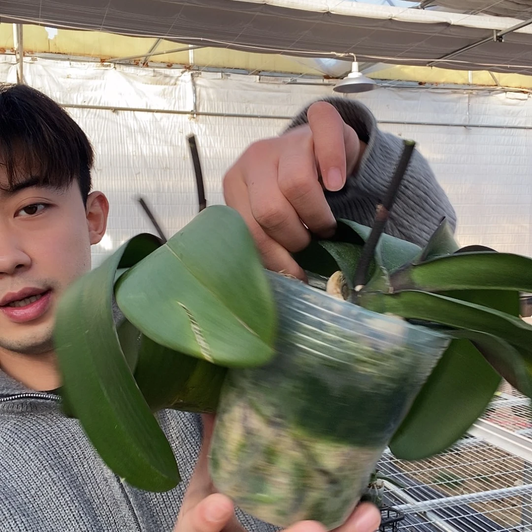 完全开放随机两颗大花花后苗3.5