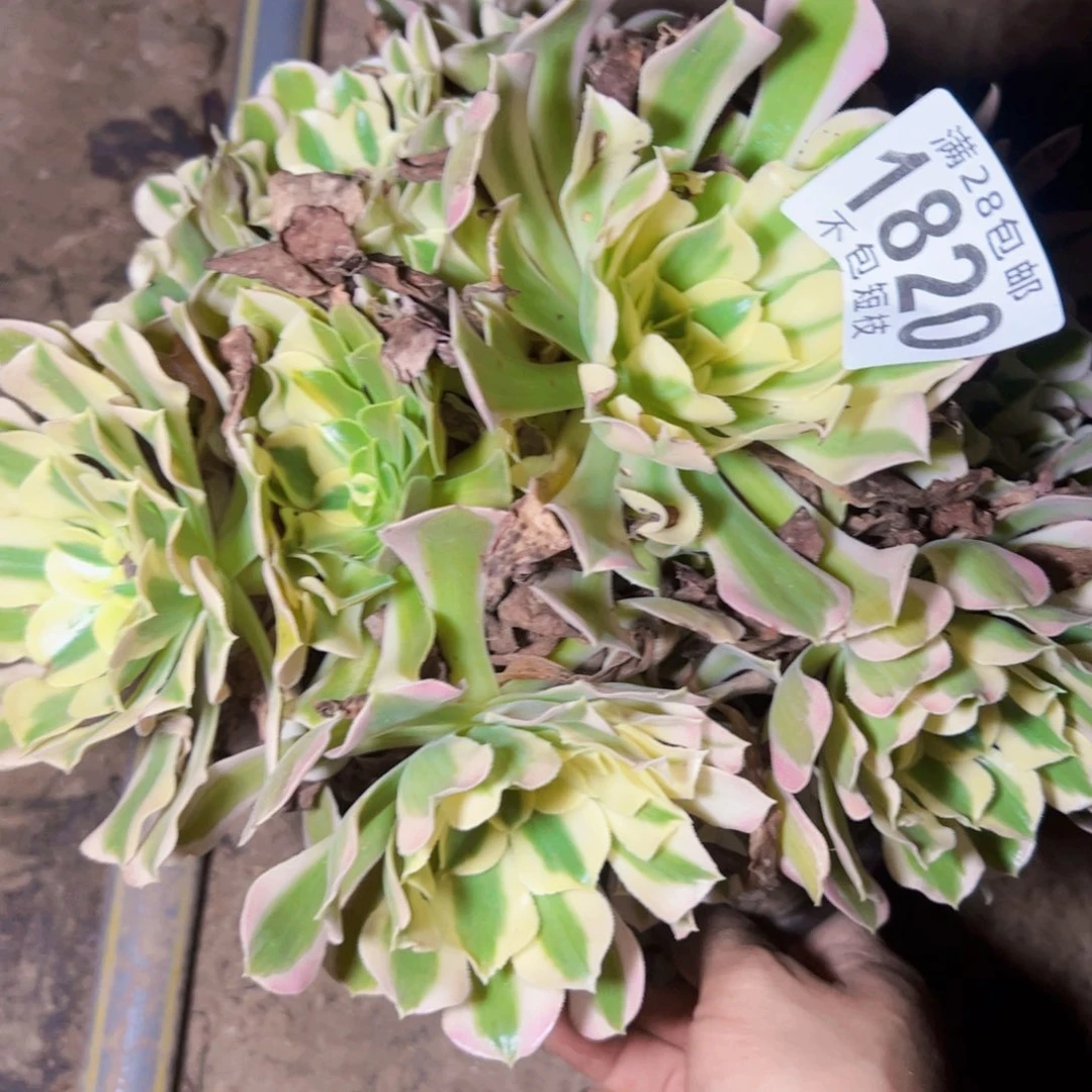 1820白凤多肉植物法师