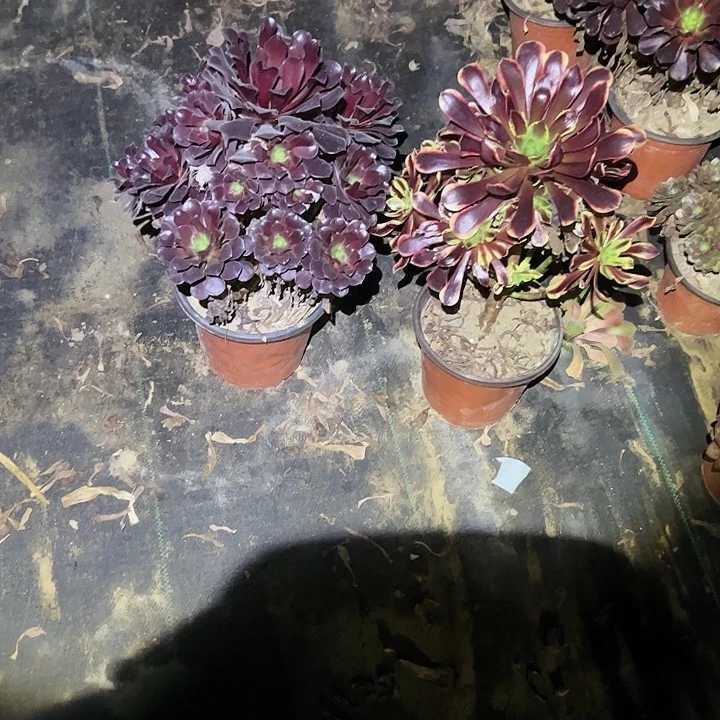 不包侧枝一物一拍93