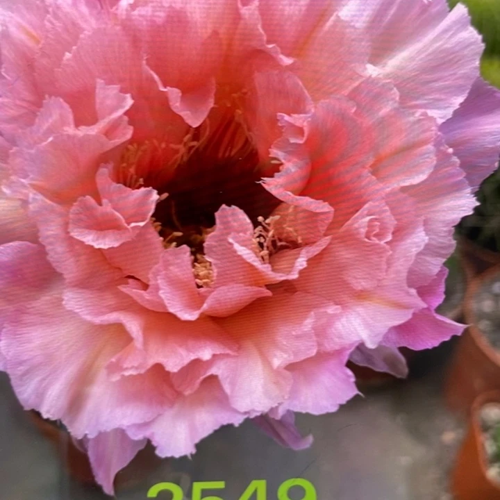 彩草新浓香2549号侧芽2公分左右
