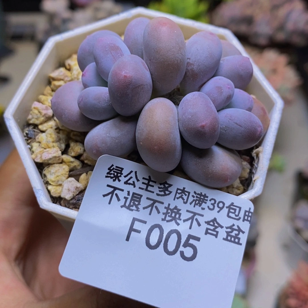 005糖豆奶多肉5cm