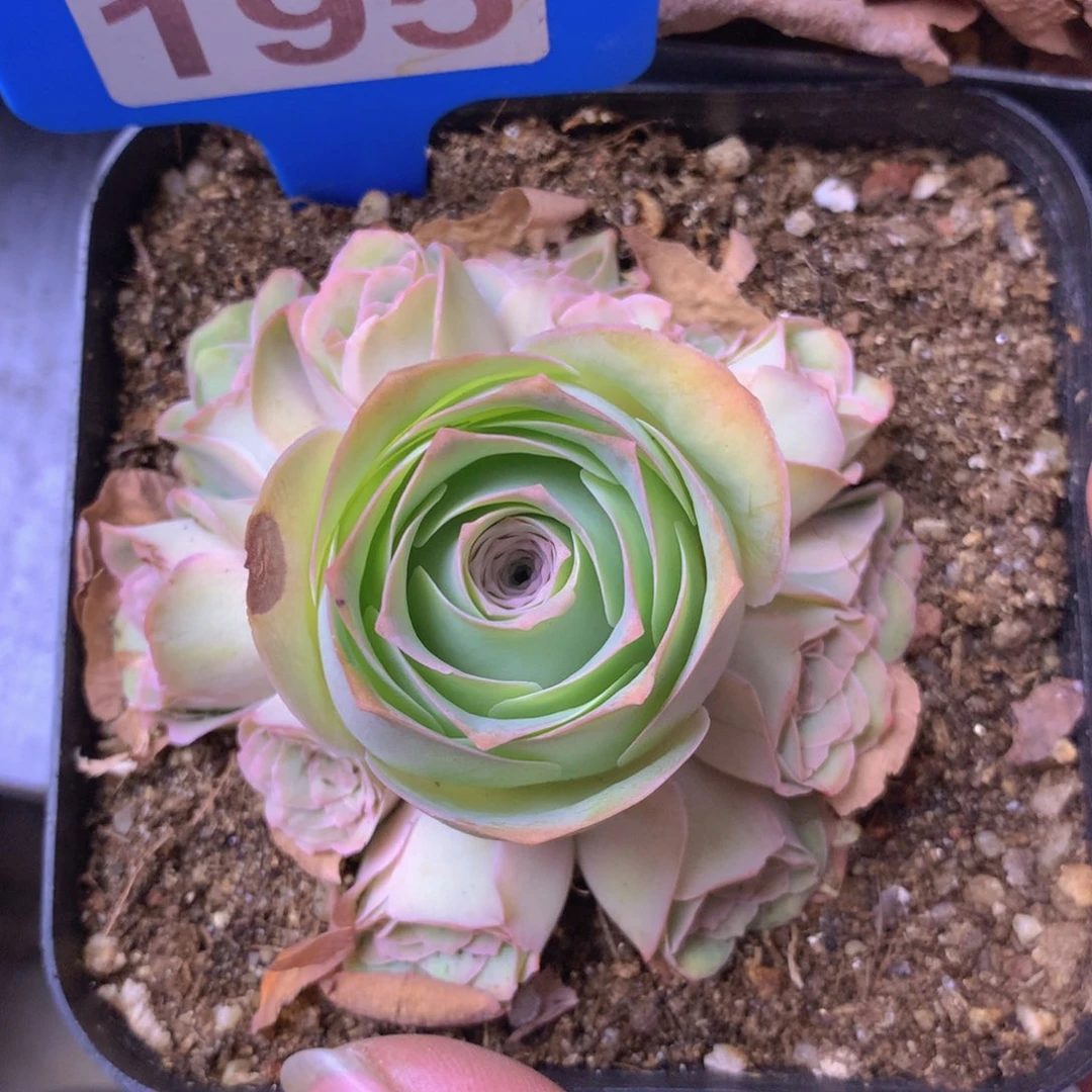 一物一拍星辰紫芙195