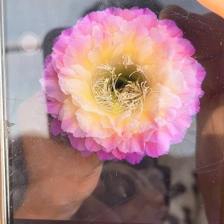 马丙自根仙人球6公分左右