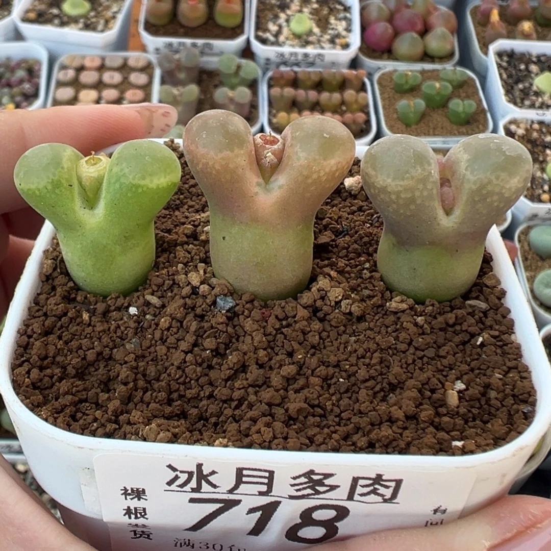 718三颗日本原株裸根发货