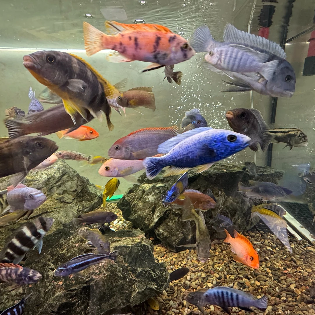 【法姆拉】三湖慈鲷淡水观赏鱼