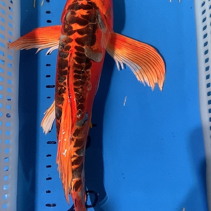 锦鲤锦鲤包邮包售后^_^