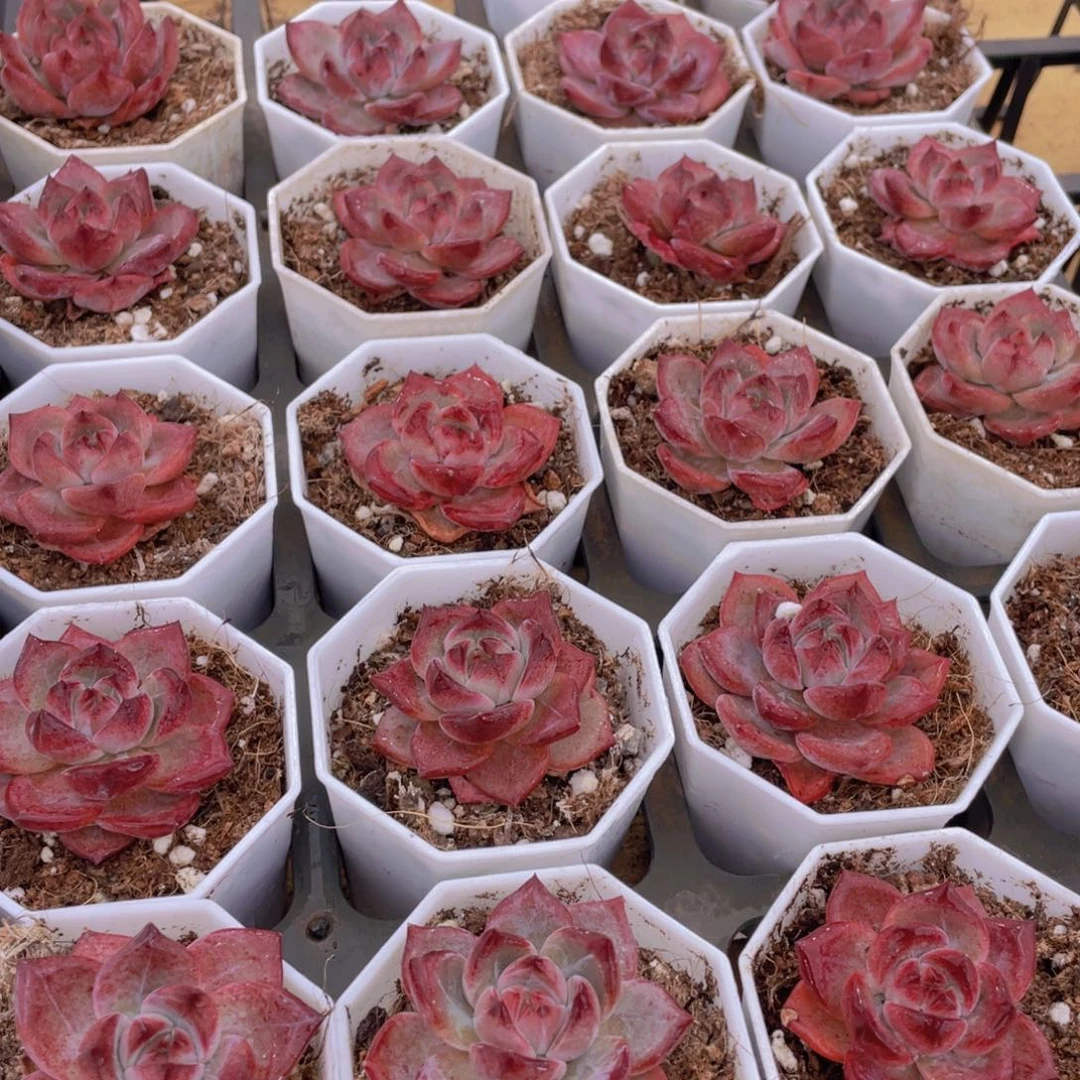 999号 全状态夜魔侠单头2个