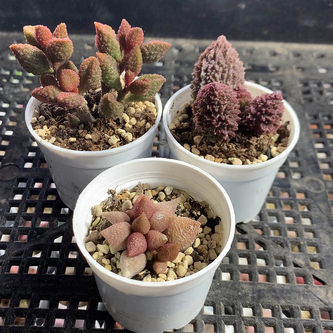 多肉水泡-新手组合1