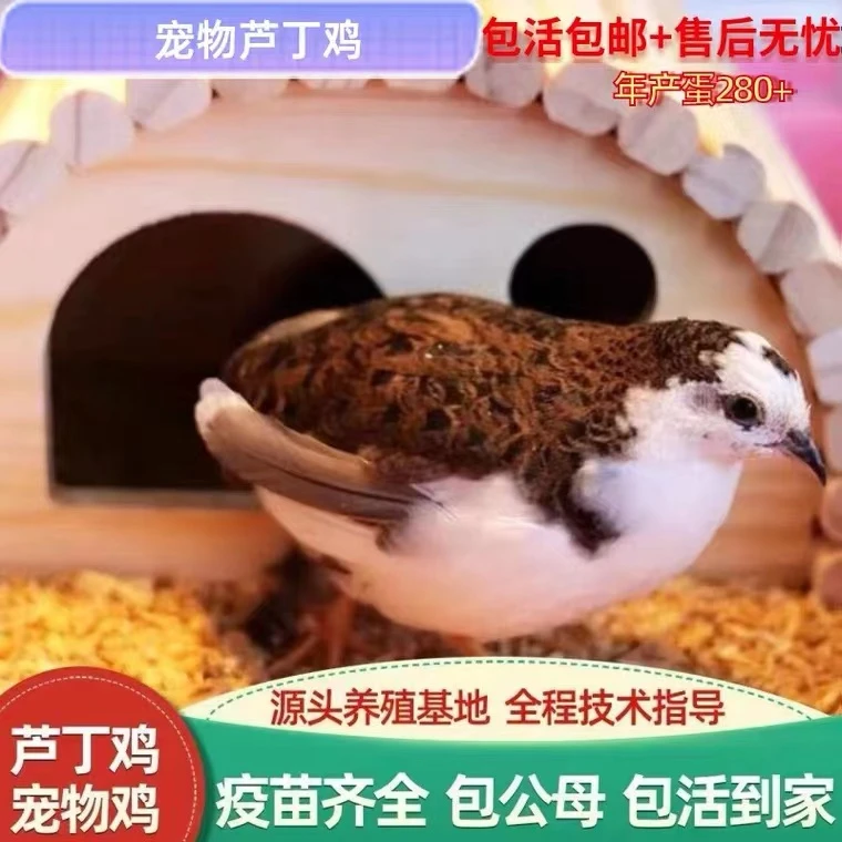 网红芦丁迷你鸡全色系50-60天成年儿童宠物精品芦丁鸡送新手礼包