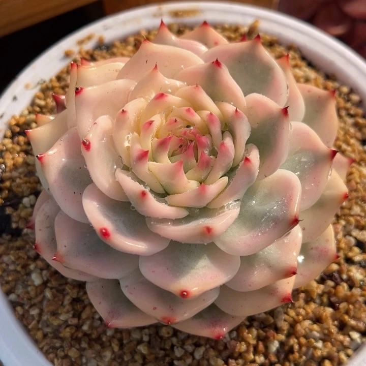 吉娃娃锦 夏鸣园艺