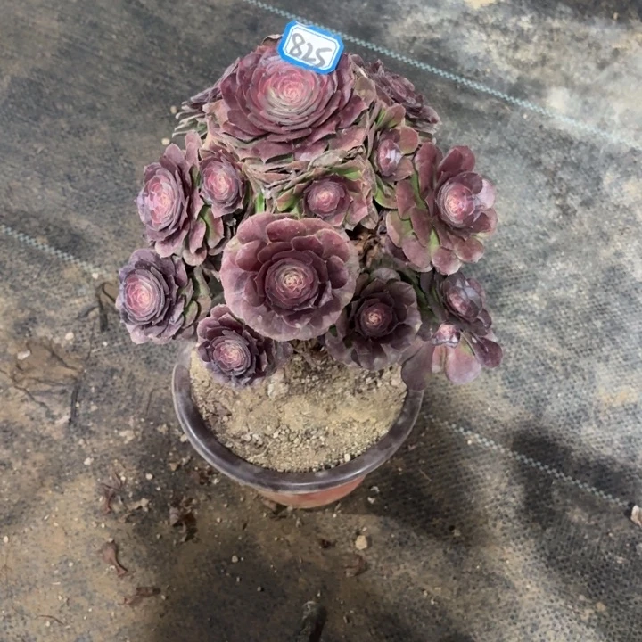 白***机一物一拍多肉825