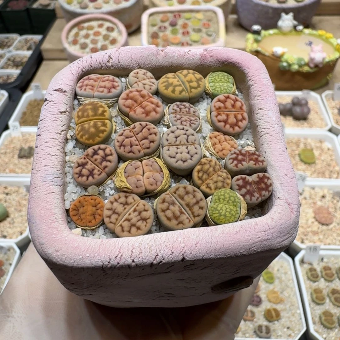 0727-05连盆带花花纹