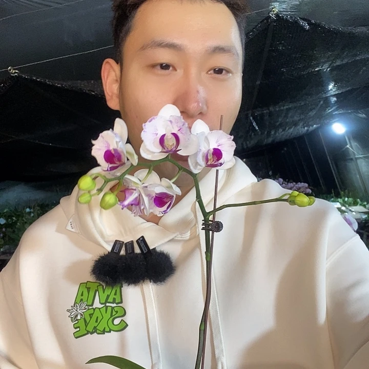 无花朵雪域变异带花