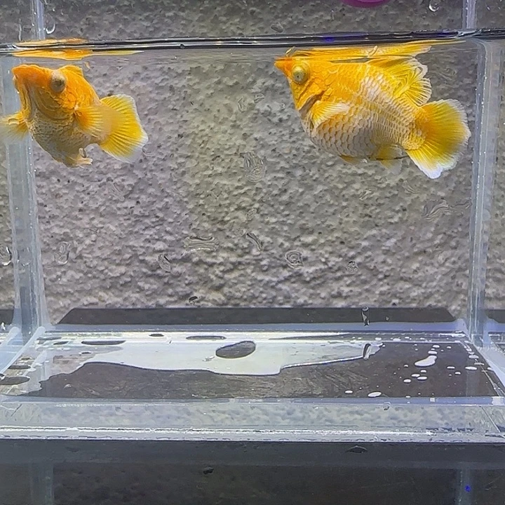 黑玛丽鱼黄金玛丽。47号