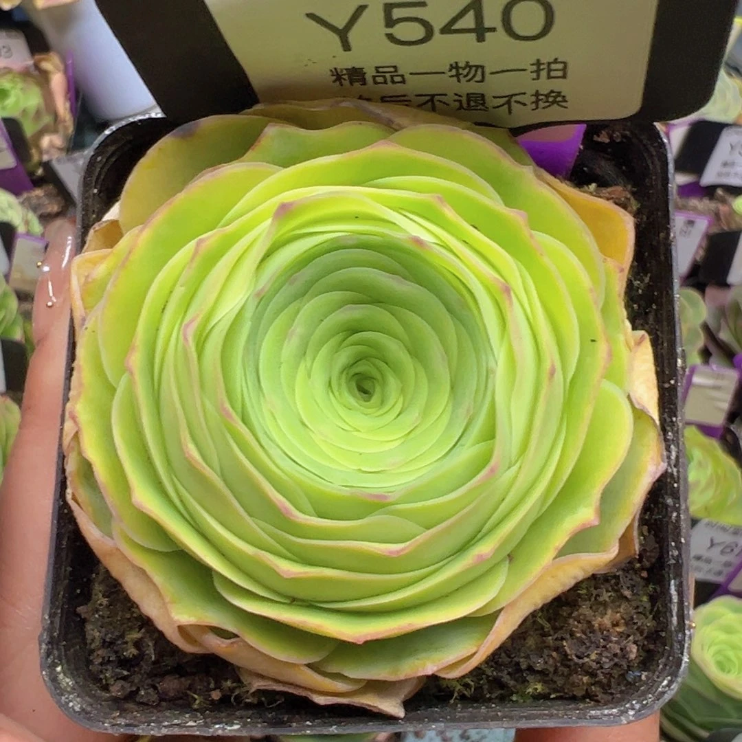 乌龙伯爵玫瑰一物一拍540