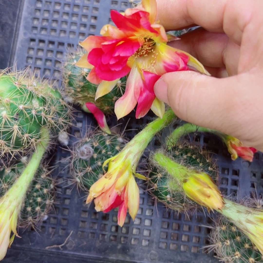 下16新品丽花歪无根侧芽3公分左右20包邮掰花发货
