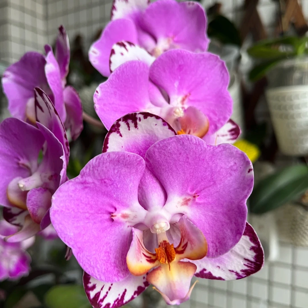 【蝙蝠侠】3.5寸加高杯 室内高端花卉 成熟苗 微憋根