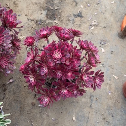 红桐超白断枝26多肉植物法师