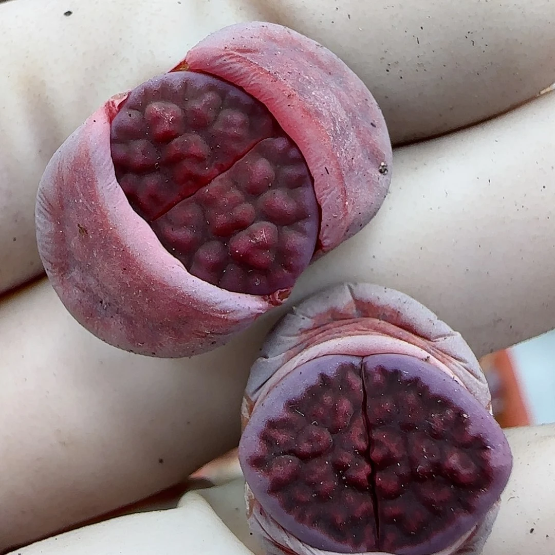 141阿克玫瑰福利