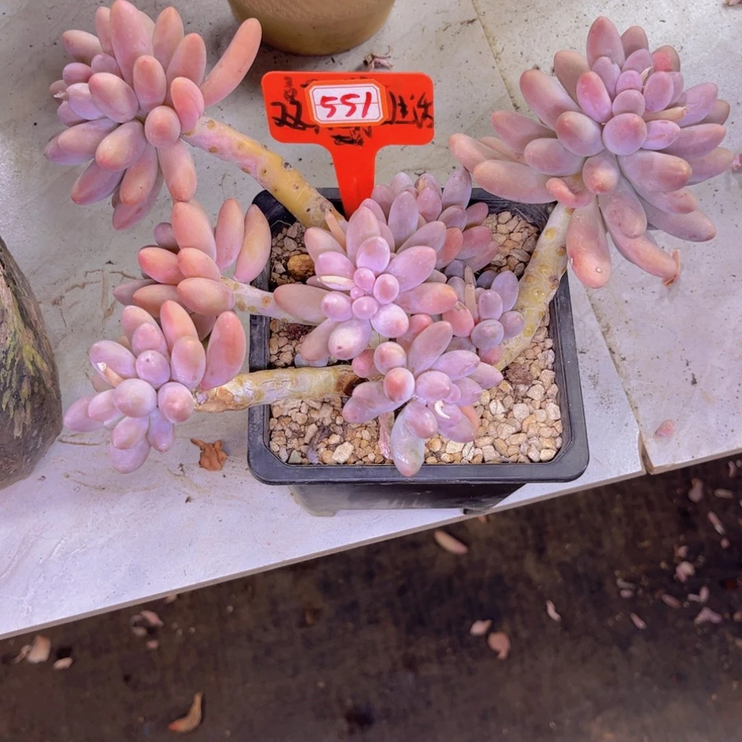舟**邹汤圆551多肉植物