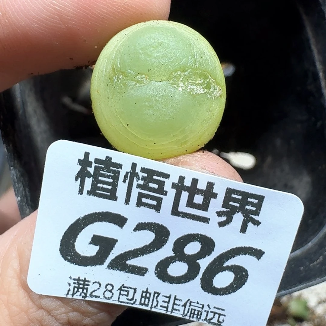 的植物的人生fvbnm