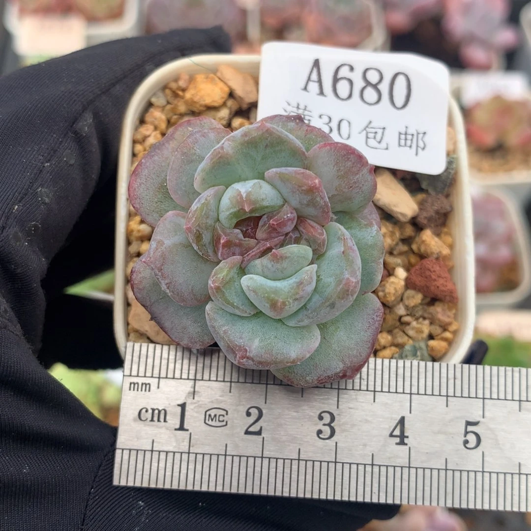 680秘境琥珀石化冠服3.5