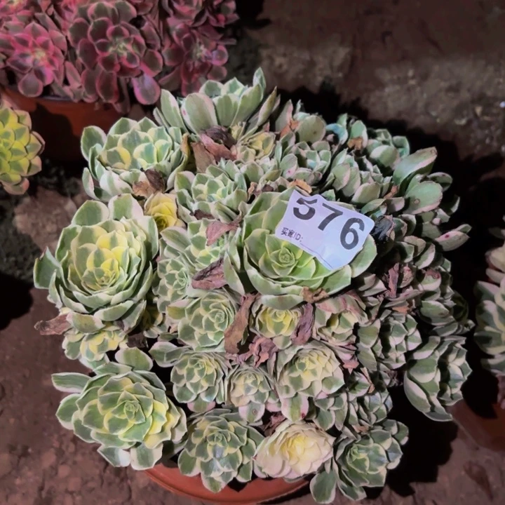 576迈巴赫多肉植物不售后