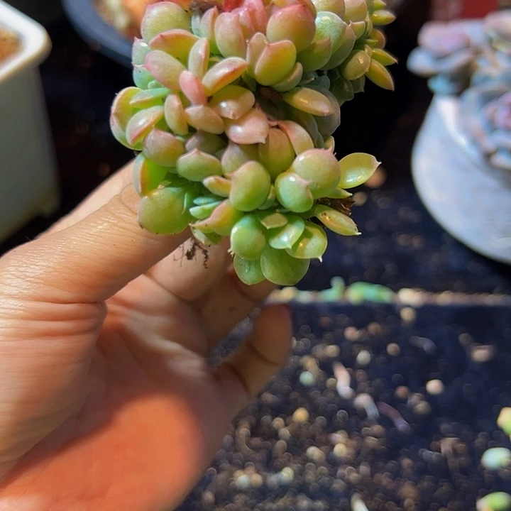 粉钻粉钻粉钻粉钻