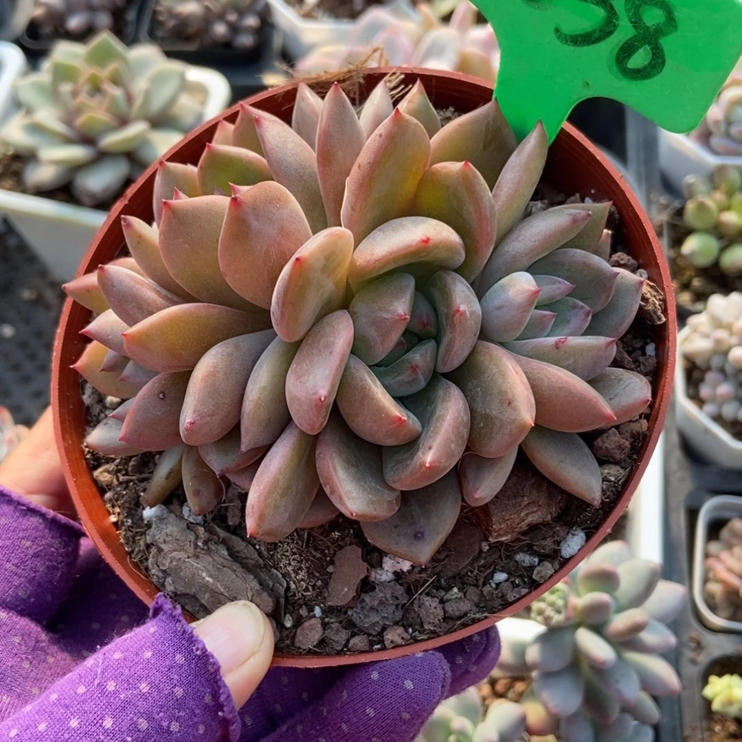 1638夜魔侠多肉植物