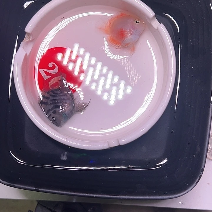 鹦鹉鱼26号，摩卡公胭脂母