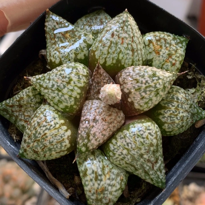 白银寿带盆土发货